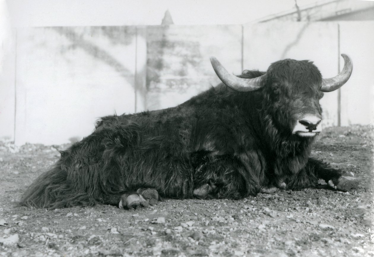 Jakkiuros makaa aitauksessaan Lontoon eläintarhassa elokuussa 1928 (m/v kuva) tekijältä Frederick William Bond