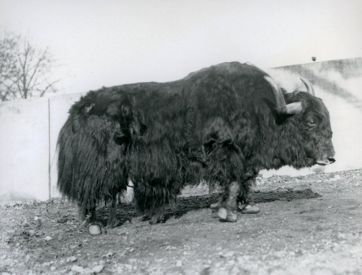 Urospuolinen jakki seisoo karsinassaan Lontoon eläintarhassa vuonna 1928 (s/w-kuva). tekijältä Frederick William Bond