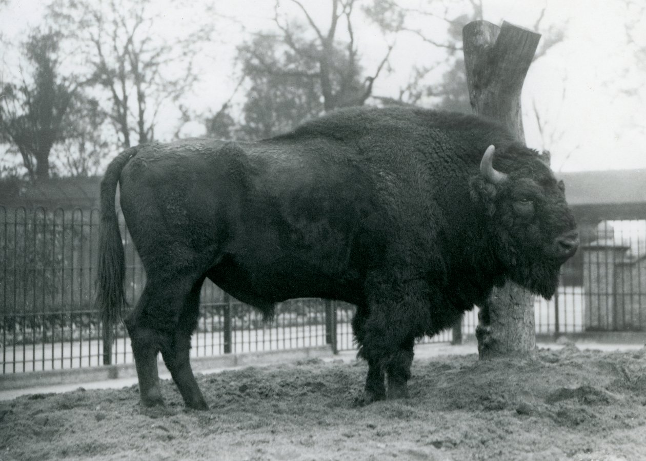 Malebull European Bison seisoo ruohikolla tarhassaan. Lontoon eläintarha, lokakuu 1927. Haavoittuva eurooppalainen biisoni tunnetaan myös nimellä Wisent tai Euroopan metsäbiisoni. tekijältä Frederick William Bond