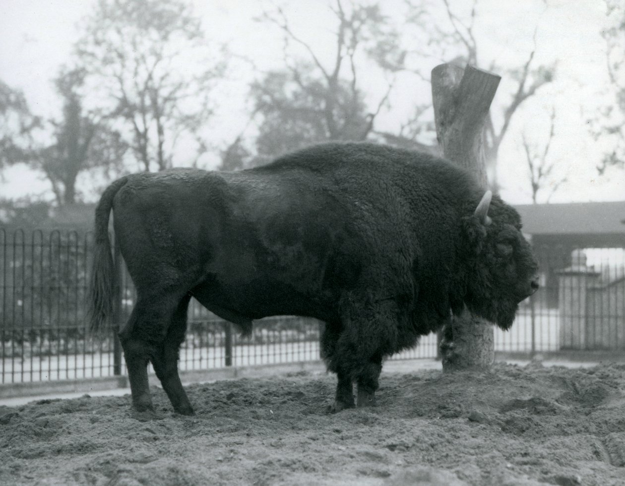 Malebull European Bison seisoo ruohikolla tarhassaan. Lontoon eläintarha, lokakuu 1927. Haavoittuva eurooppalainen biisoni tunnetaan myös nimellä Wisent tai Euroopan metsäbiisoni. tekijältä Frederick William Bond