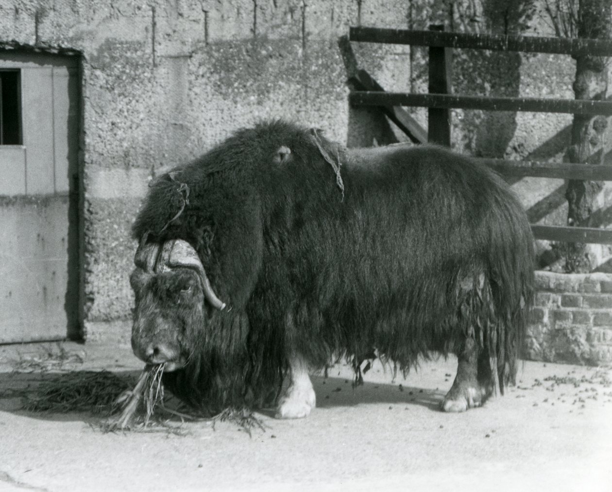 Kypsä härkä Muskox, myös kirjoitettu myskihärkä ja myskihärkä seisomassa, syö aitauksessaan Lontoon eläintarhassa vuonna 1931 (b/w kuva) tekijältä Frederick William Bond