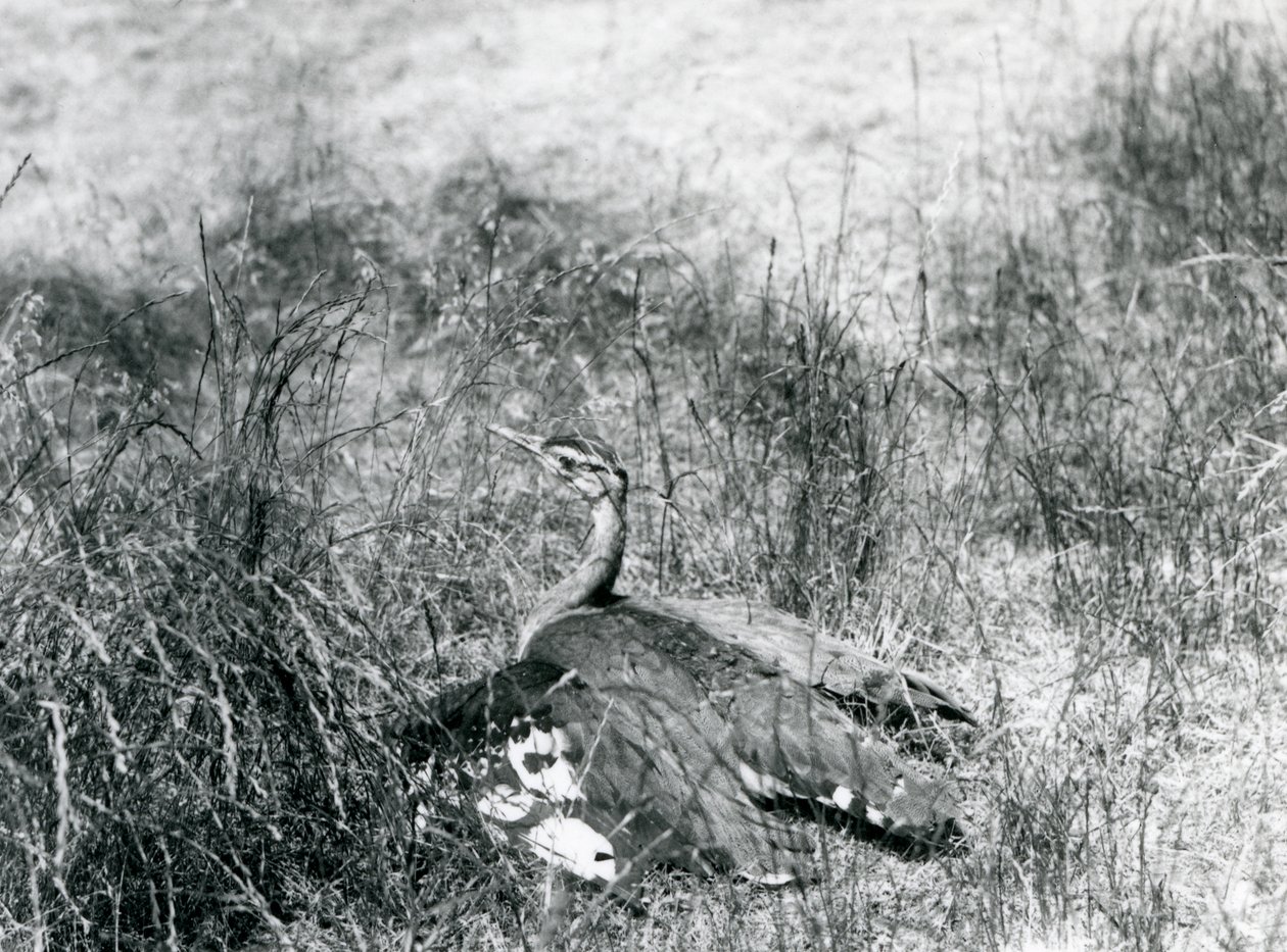 Lähes uhanalainen arabiräkätti levittelee siipiään lähellä maata pitkän ruohon seassa, Lontoon eläintarha, heinäkuu 1925. tekijältä Frederick William Bond