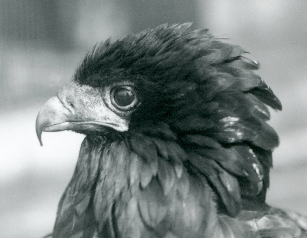 Lähes uhanalainen Bateleur-merikotka Lontoon eläintarhassa vuonna 1927. tekijältä Frederick William Bond