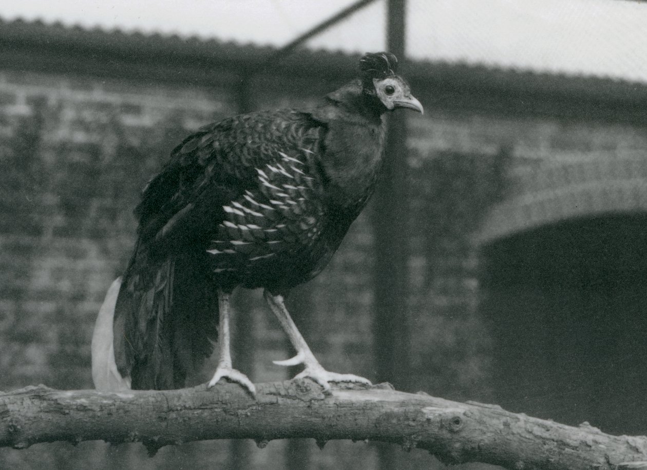 Lähes uhanalainen Viellots fireback, tai Crested fireback, seisoo oksalla, Lontoon eläintarha, 1927. tekijältä Frederick William Bond