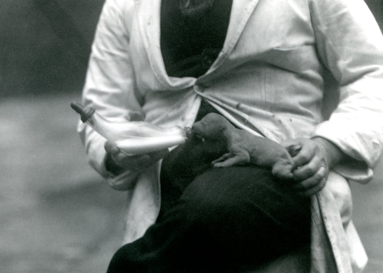 Vastasyntynyt leijonanpentu, jota sen pitäjä, Lontoon eläintarha, ruokkii pullosta, 1923 tekijältä Frederick William Bond