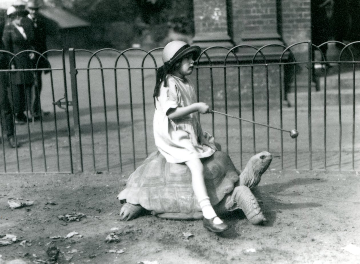 Pieni tyttö, Betty, ojentaa kepin, jonka päässä on omena, johtaakseen jättikilpikonnaa, jolla hän ratsastaa, Lontoon eläintarha, 1924 tekijältä Frederick William Bond