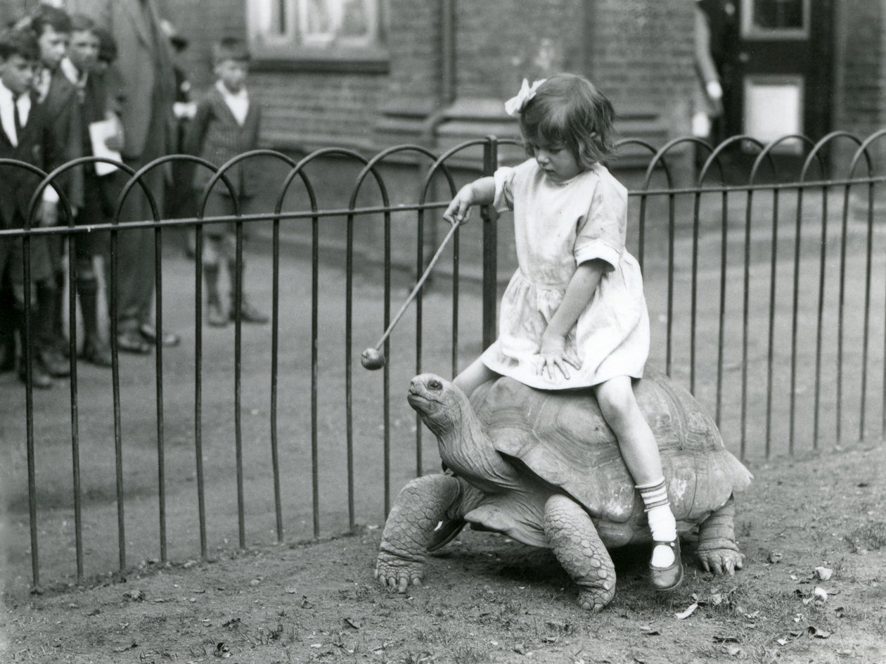 Pieni tyttö, Betty, ojentaa kepin, jonka päässä on omena, johtaakseen jättikilpikonnaa, jolla hän ratsastaa, Lontoon eläintarha, 1924 tekijältä Frederick William Bond