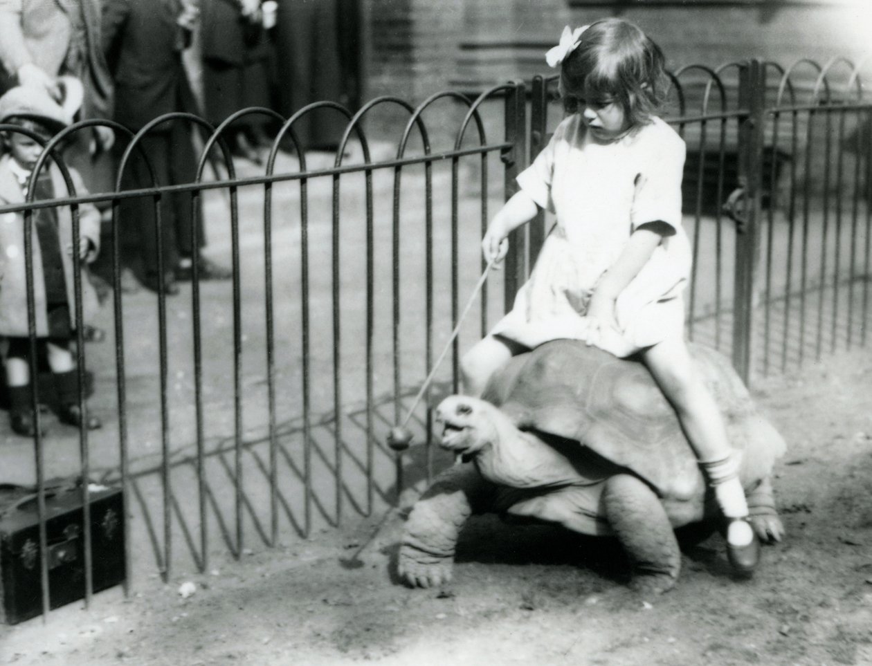 Pieni tyttö, Betty, ojentaa keppiä, jonka päässä on omena, johtaakseen ratsastamaansa jättiläiskilpikonnaa, Lontoon eläintarha, 1924. tekijältä Frederick William Bond