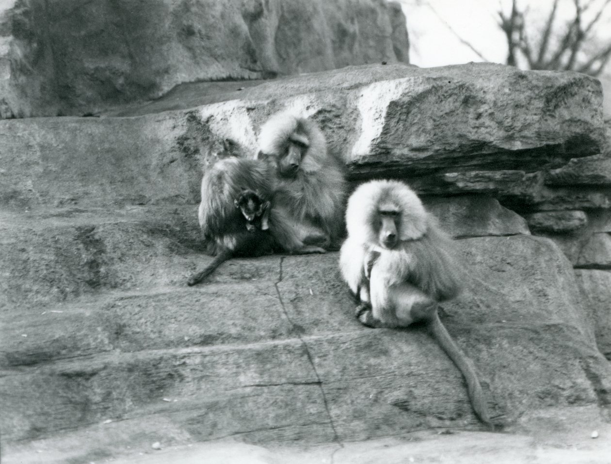 Pieni ryhmä kolmesta aikuisesta ja yhdestä vauvasta pyhiä paviaaaneja Monkey Hillin kallioiden keskellä Lontoon eläintarhassa tekijältä Frederick William Bond