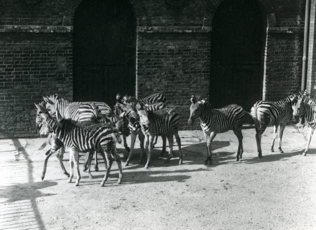 Pieni Chapmans Zebra lauma Lontoon eläintarhassa vuonna 1924 tekijältä Frederick William Bond