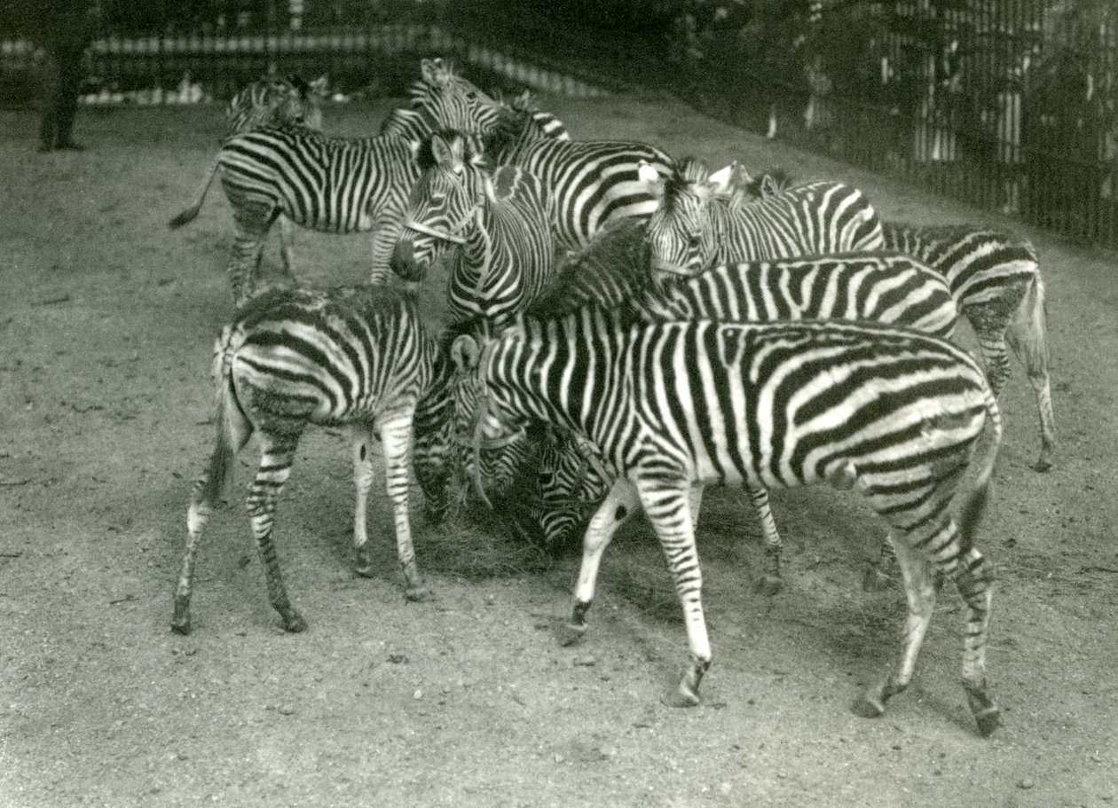 Pieni lauma Chapmans Zebraa, mukaan lukien nuori Lontoon eläintarha vuonna 1923 tekijältä Frederick William Bond