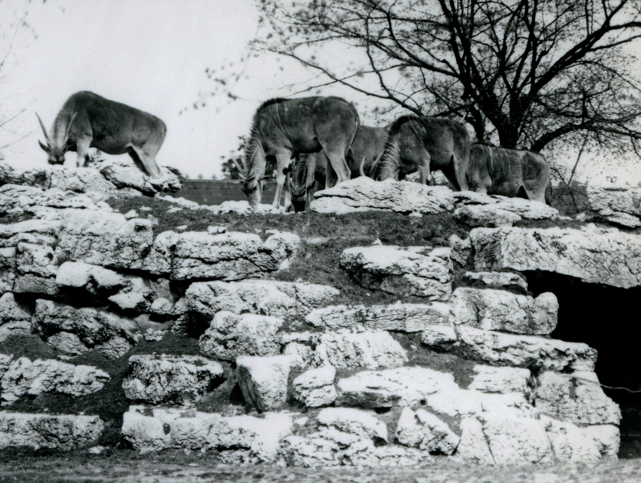 Pieni Eland-lauma laiduntamassa kivien keskellä Lontoon eläintarhan ElandAntelope Paddockissa kesäkuussa 1925. tekijältä Frederick William Bond