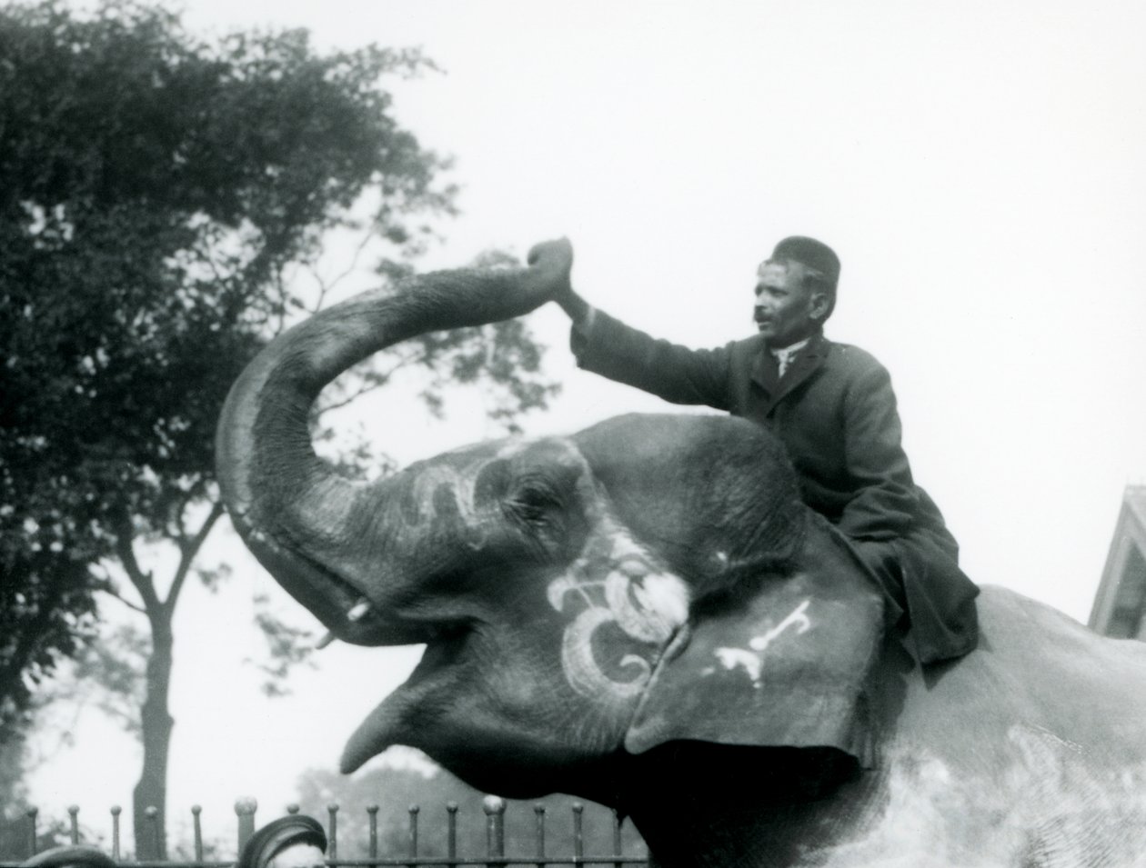 Kouluttaja istuu koristellun intialaisen norsun kaulassa ja kurottaa eteenpäin pitääkseen sen ylösalaisin olevan vartalon päästä, Lontoon eläintarha, 1927 tekijältä Frederick William Bond