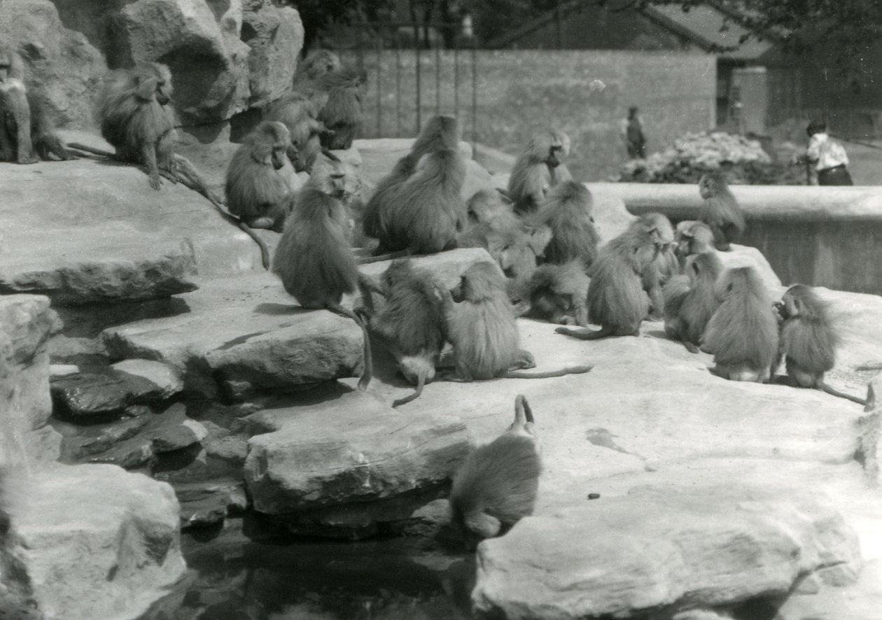 Joukko pyhiä paviaaneja, joista yksi juo uima-altaalta, Lontoon eläintarhan Monkey Hillin kivien joukossa tekijältä Frederick William Bond