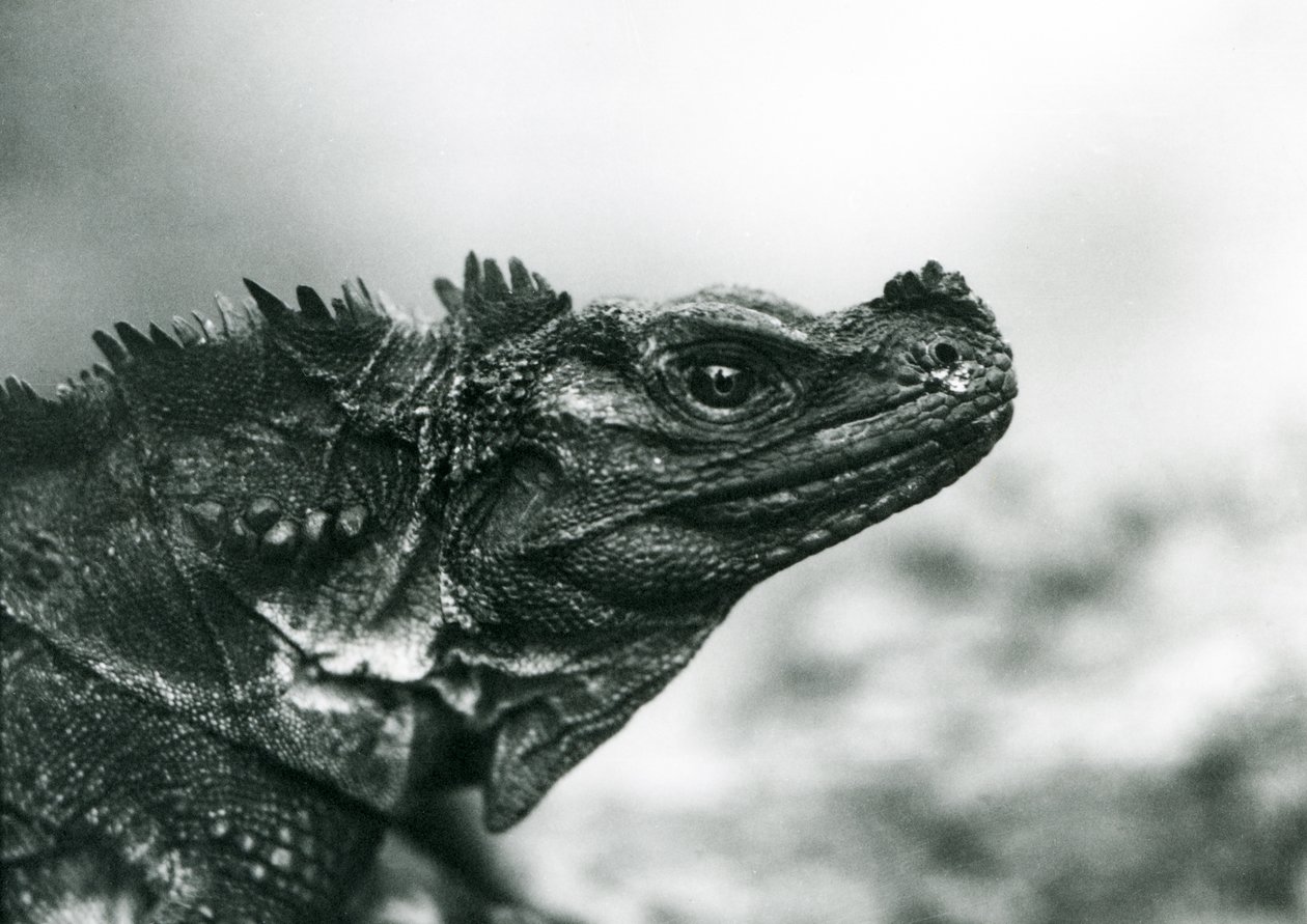 Haavoittuva Sailfin Lizard Lontoon eläintarhassa vuonna 1928 (m/v kuva) tekijältä Frederick William Bond