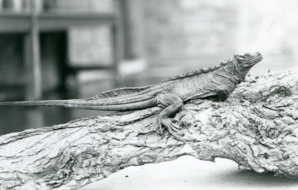 Haavoittuva Sailfin Lizard lepää puun päällä Lontoon eläintarhassa vuonna 1928 (m/v kuva) tekijältä Frederick William Bond