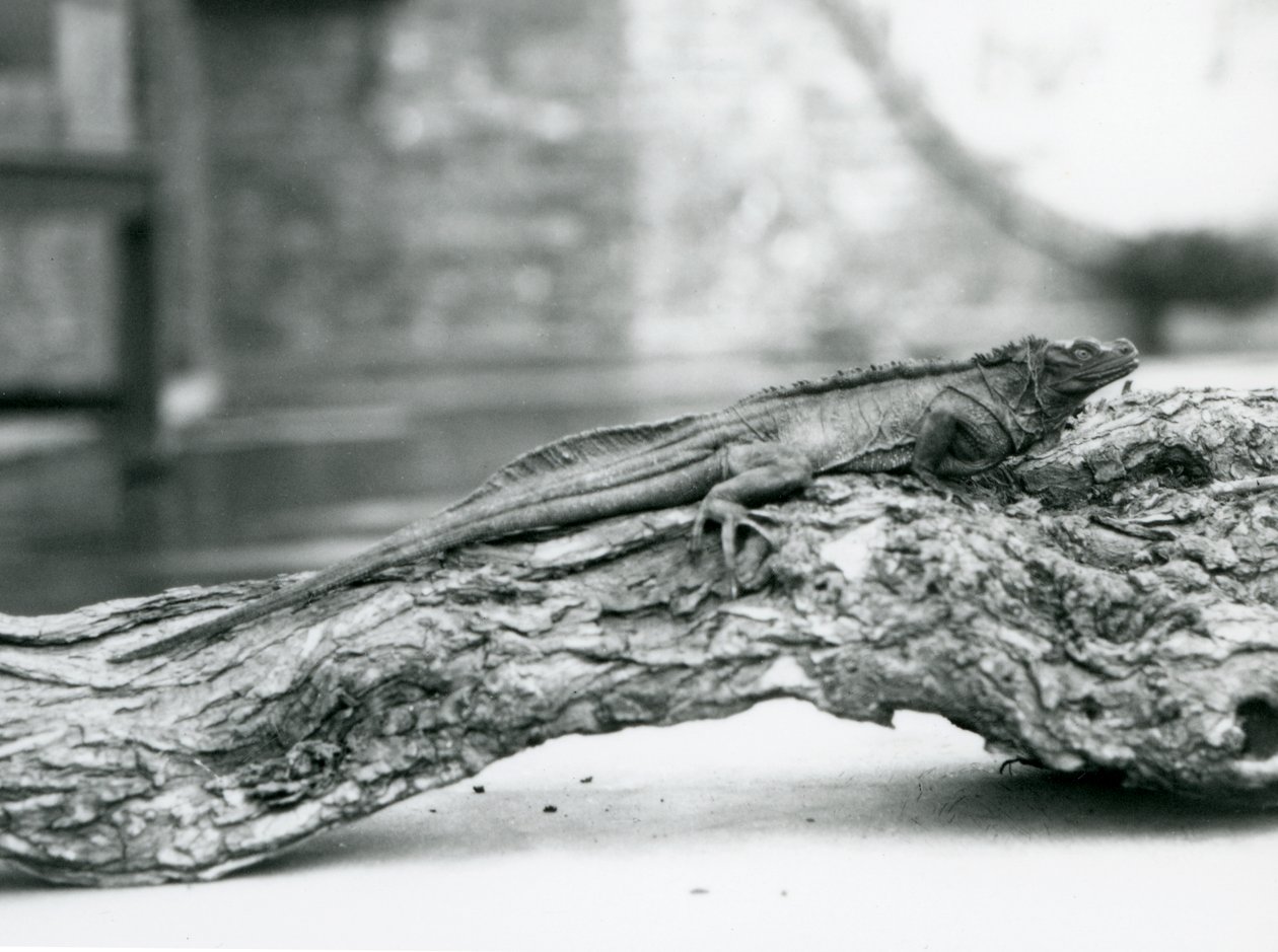 Haavoittuva Sailfin Lizard lepää puun päällä Lontoon eläintarhassa vuonna 1928 (m/v kuva) tekijältä Frederick William Bond