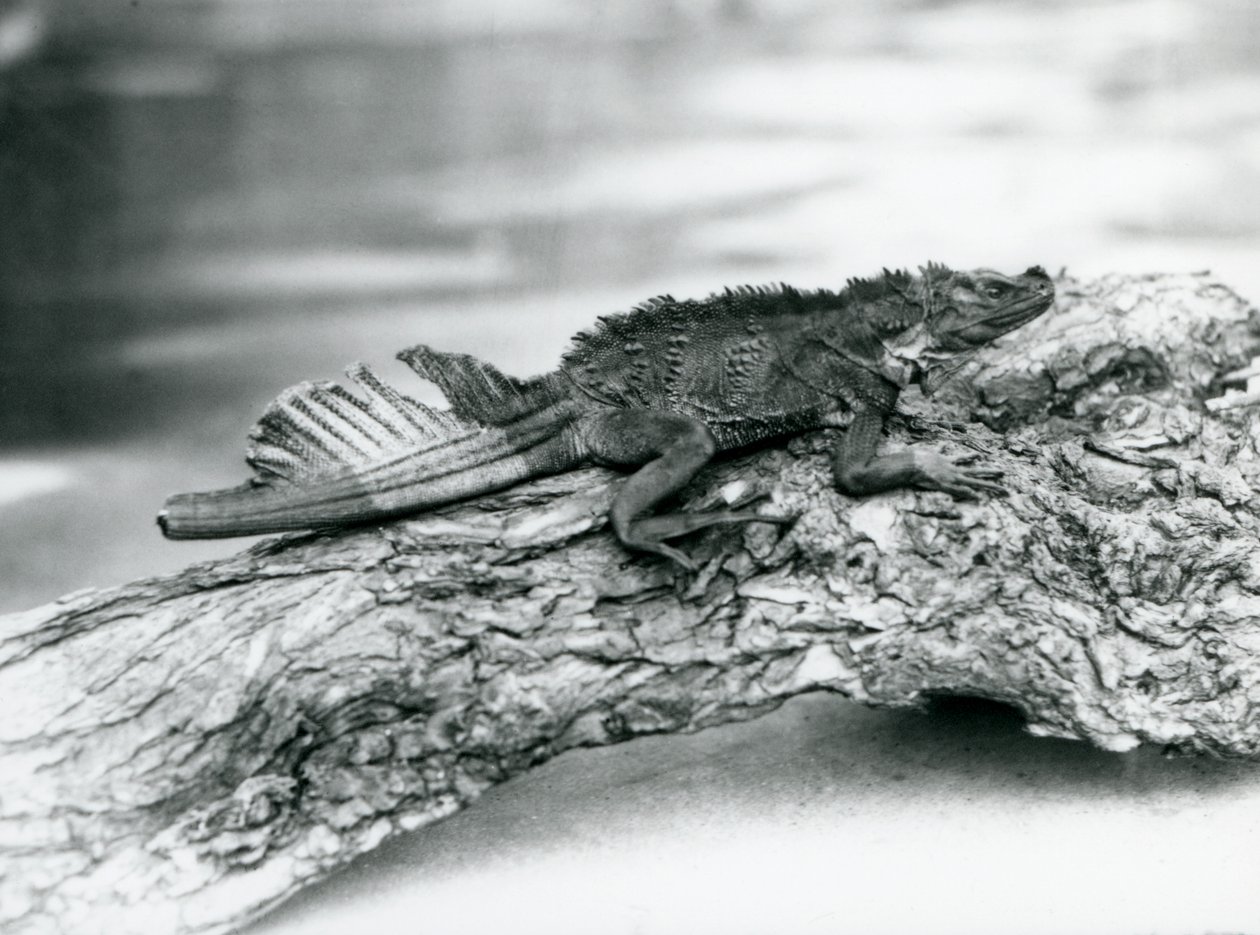 Haavoittuva Sailfin Lizard, jonka häntä on vaurioitunut, lepää puun päällä Lontoon eläintarhassa vuonna 1929 (m/v kuva) tekijältä Frederick William Bond