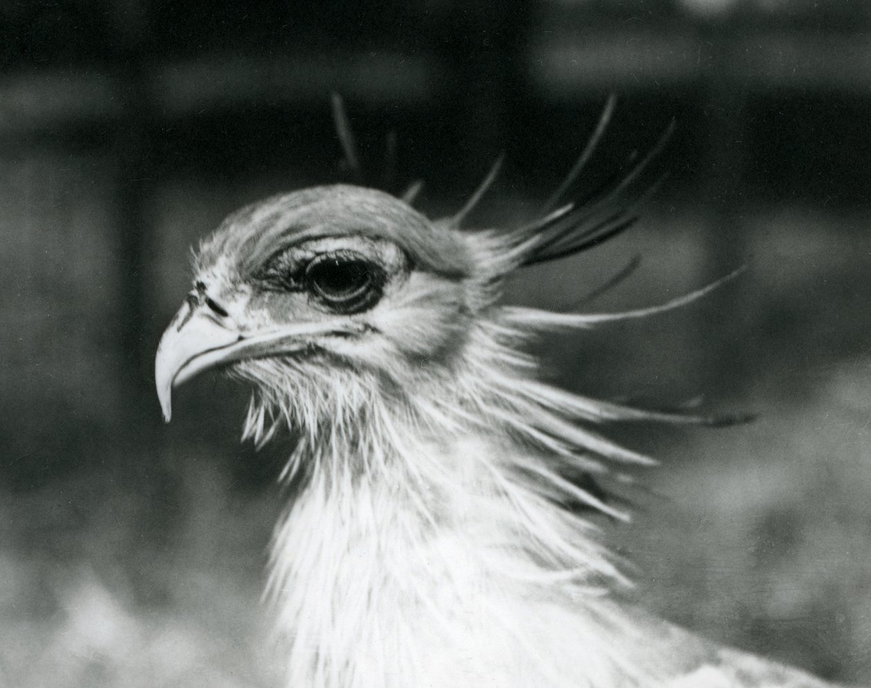 Haavoittuva Secretary Bird tai Secretarybird Lontoon eläintarhassa vuonna 1928 (m/v kuva) tekijältä Frederick William Bond