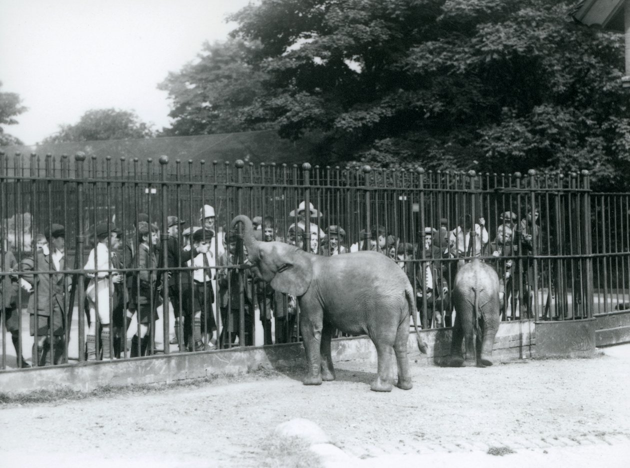 Nuori afrikanelefantti ja kääpiöafrikanelefantti vuorovaikutuksessa suuren lapsiryhmän kanssa karjasuojansa kaiteiden läpi, Lontoon eläintarha, 1926. tekijältä Frederick William Bond
