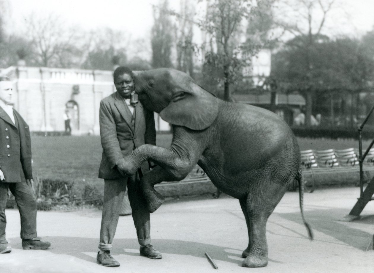 Nuori afrikkalainen kääpiöelefantti seisoo takajaloillaan ja halaa afrikkalaista kouluttajaansa, kun eläintenhoitaja katsoo vierestä, Lontoon eläintarha, heinäkuu 1925. tekijältä Frederick William Bond
