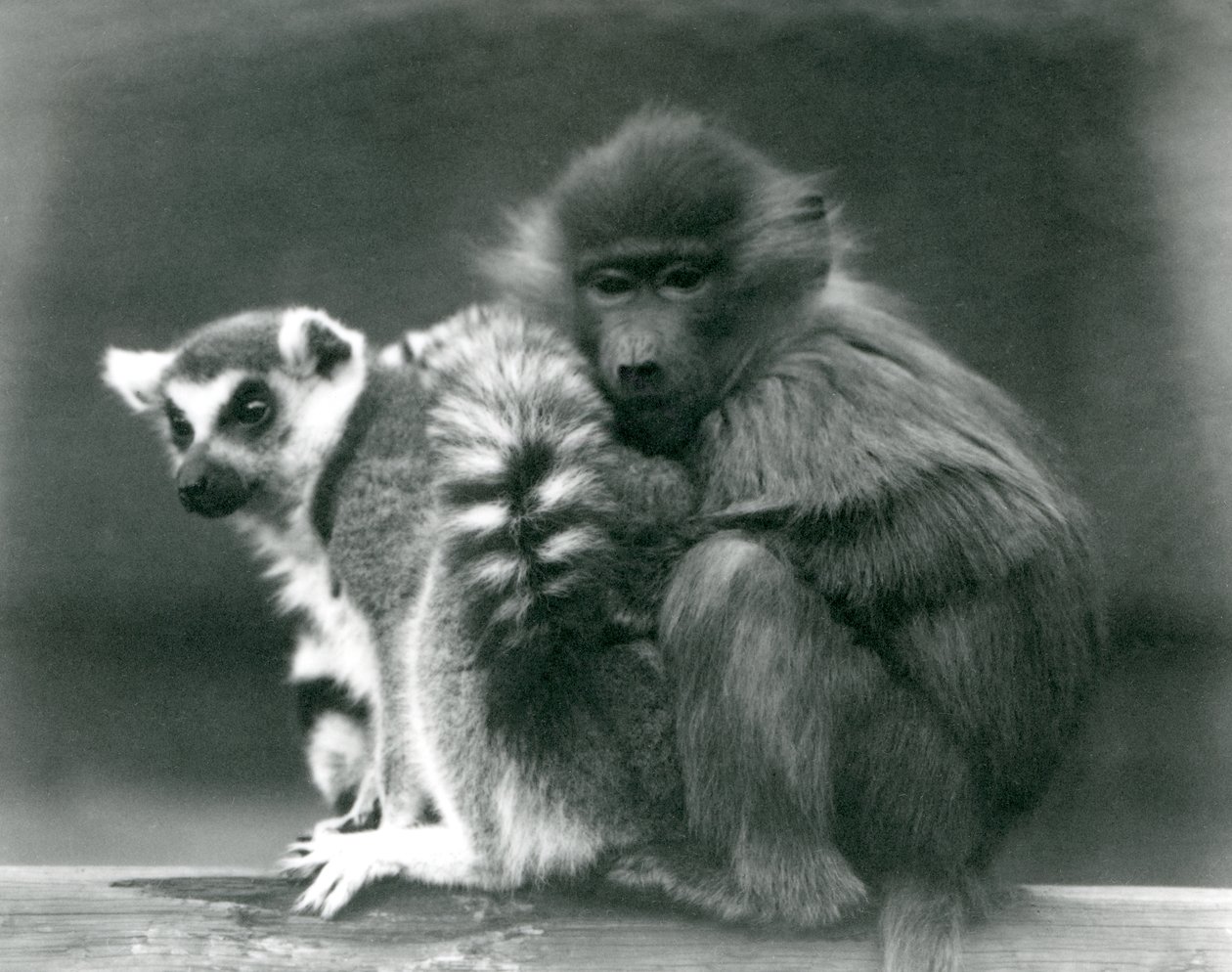 Nuori paviaani halailee rengashäntälemurin luo palkin päällä, Lontoon eläintarha, 1925 tekijältä Frederick William Bond