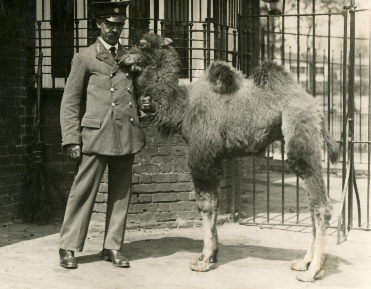 Nuori Bactrian Camel, joka syntyi eläintarhassa, pitäjänsä Lontoon eläintarhassa tekijältä Frederick William Bond