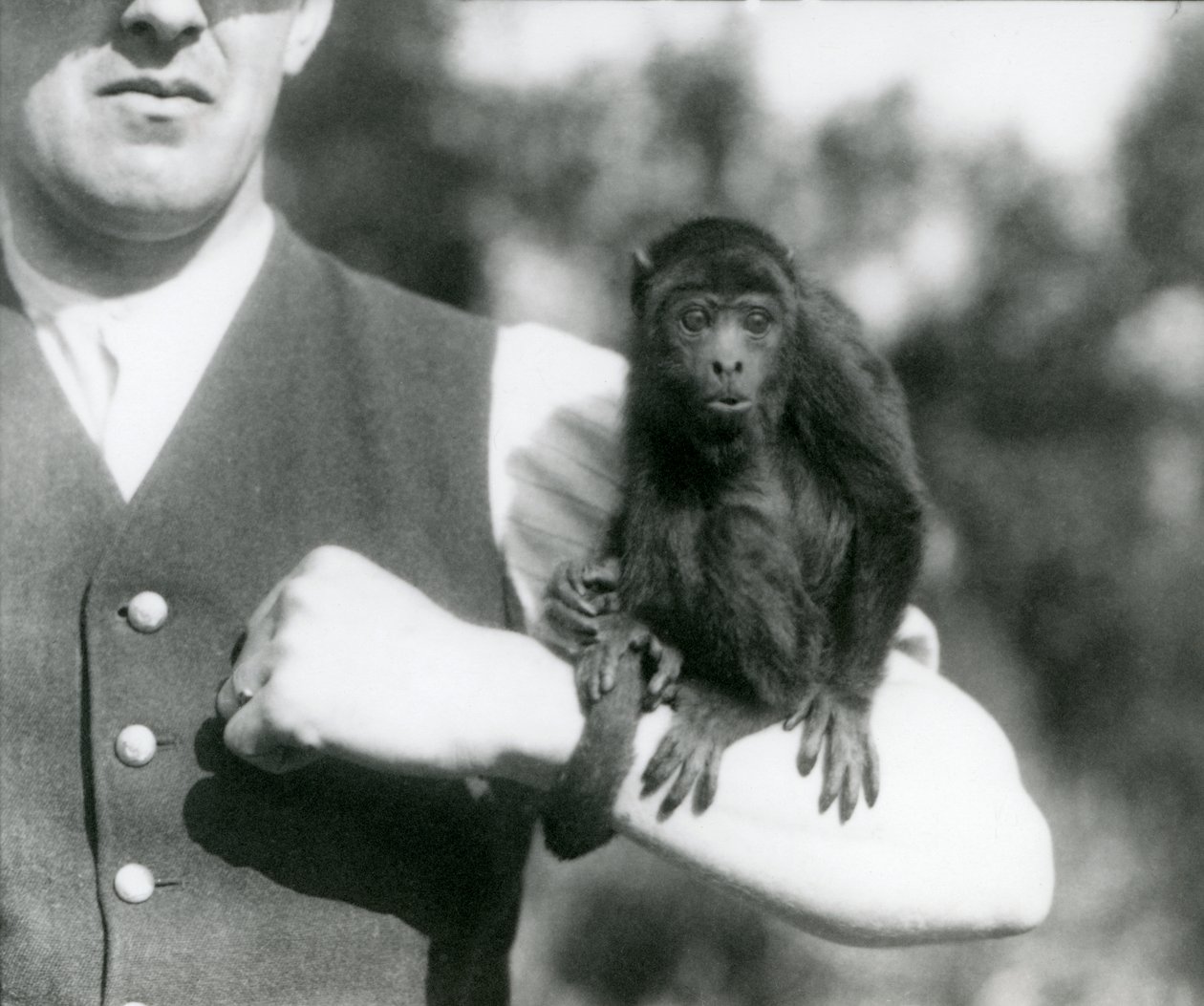 Nuori Black Howler Monkey istuu miehen käsivarrella tarrautuva häntä kiedottuna ranteen ympärille, Lontoon eläintarha, 1923 (bw kuva) tekijältä Frederick William Bond