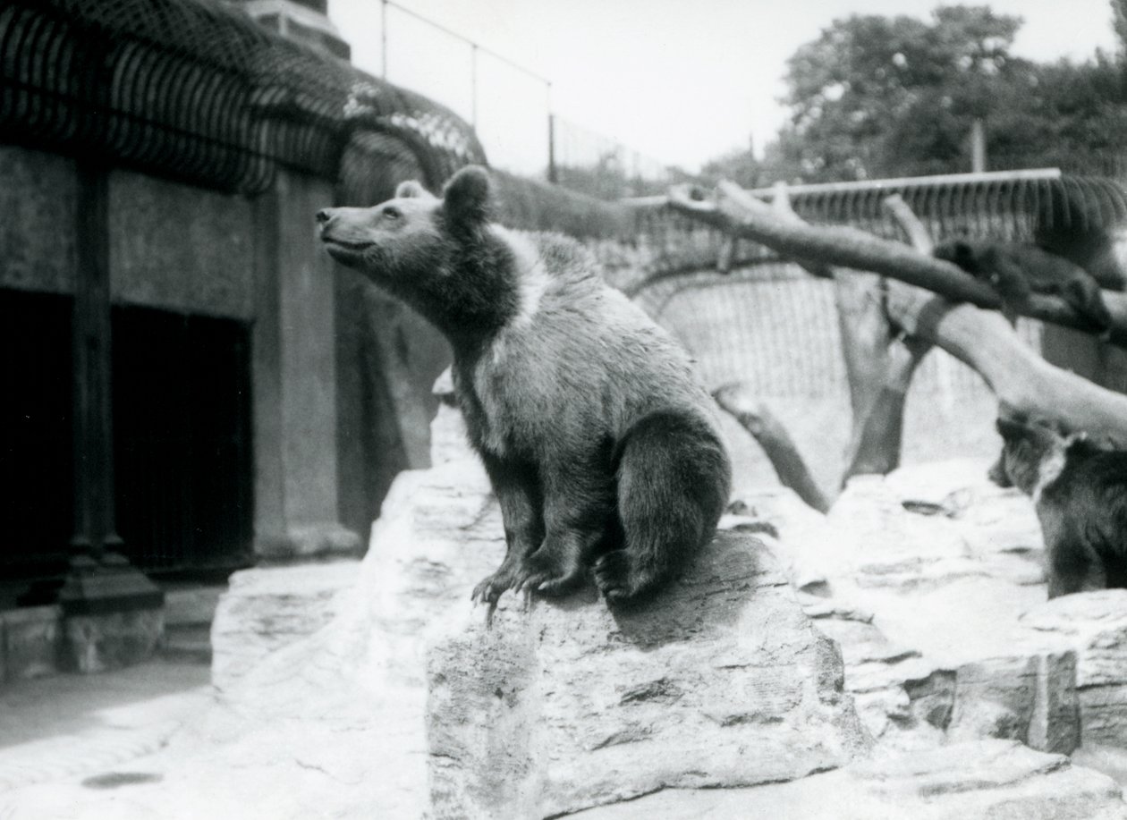 Nuori ruskeakarhu istuu kalliolla etualalla, toinen kävelee takana ja kolmas nukkuu oksalla, Lontoon eläintarha, elokuu 1913. tekijältä Frederick William Bond