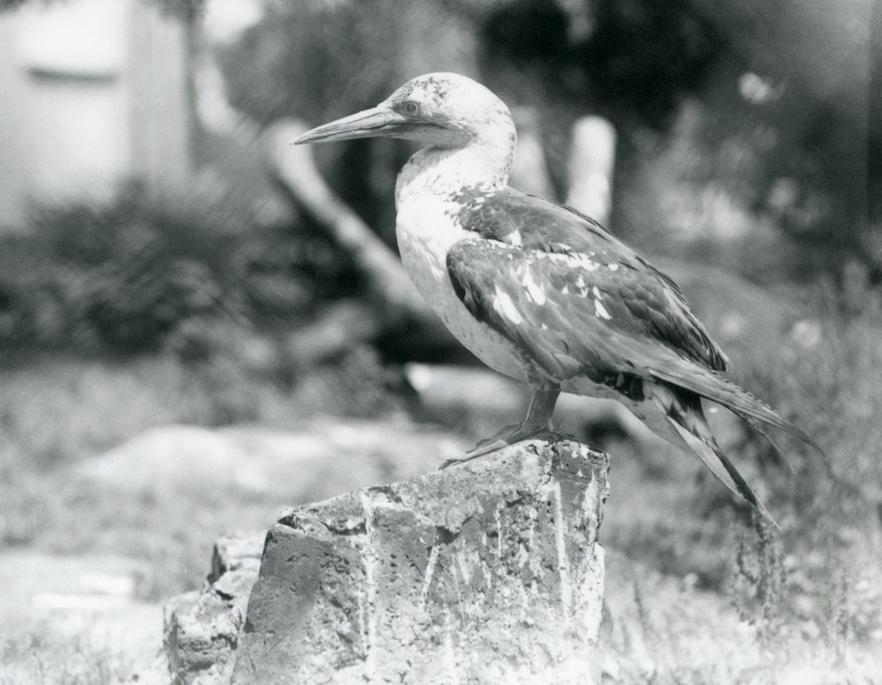 Nuori Gannet seisoo kannolla Lontoon eläintarhassa vuonna 1929 (b/w kuva) tekijältä Frederick William Bond
