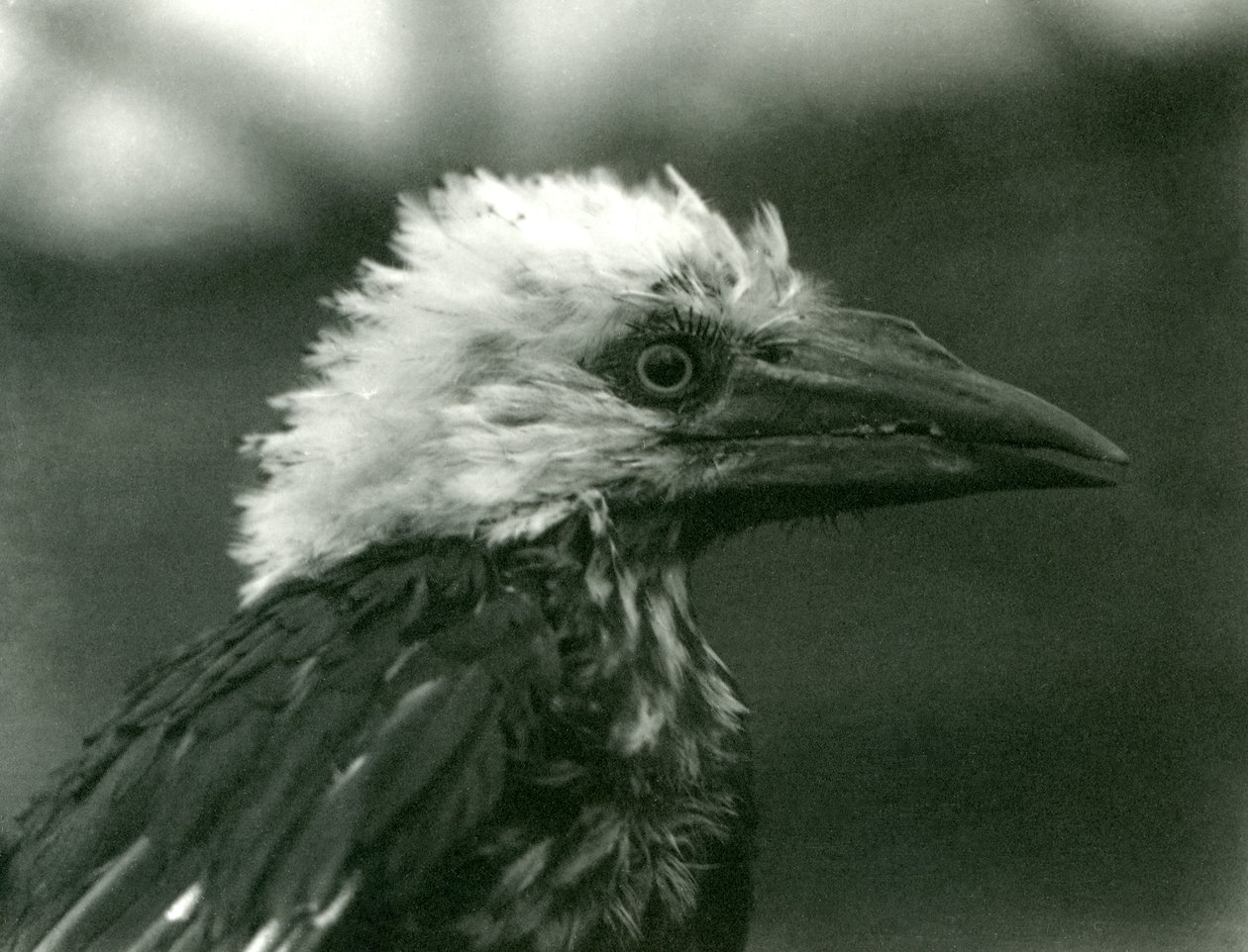 Nuori Hornbill Lontoon eläintarhassa, 1924 tekijältä Frederick William Bond