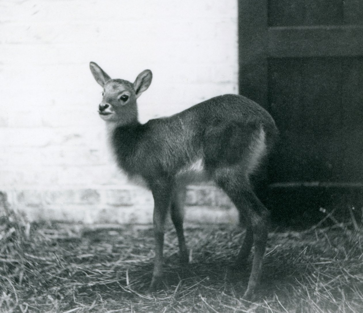 Nuori lechwe seisoo heinillä, Lontoon eläintarha, tammikuu 1926. tekijältä Frederick William Bond