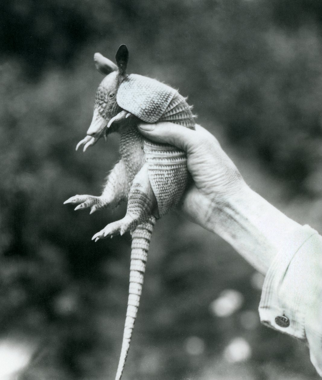 Nuori yhdeksännauhainen armadilloYhdeksännauhainen pitkänokkainen armadillo pidettynä vartijan kädessä, Lontoon eläintarha, elokuu 1926 tekijältä Frederick William Bond