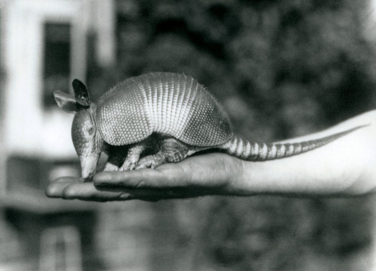 Nuori yhdeksännauhavyötiäinen vyötiäinen tai yhdeksännauhainen pitkänokkainen vyötiäinen lepää eläintenhoitajan avoimella kämmenellä, Lontoon eläintarha, elokuu 1926. tekijältä Frederick William Bond
