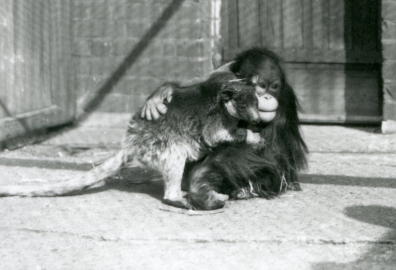 Nuori orangutanki halaa kengurua Lontoon eläintarhassa vuonna 1927 (m/v kuva) tekijältä Frederick William Bond