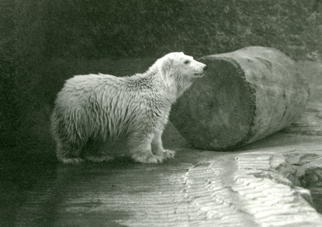 Nuori jääkarhu Lontoon eläintarhassa marraskuussa 1924 tekijältä Frederick William Bond