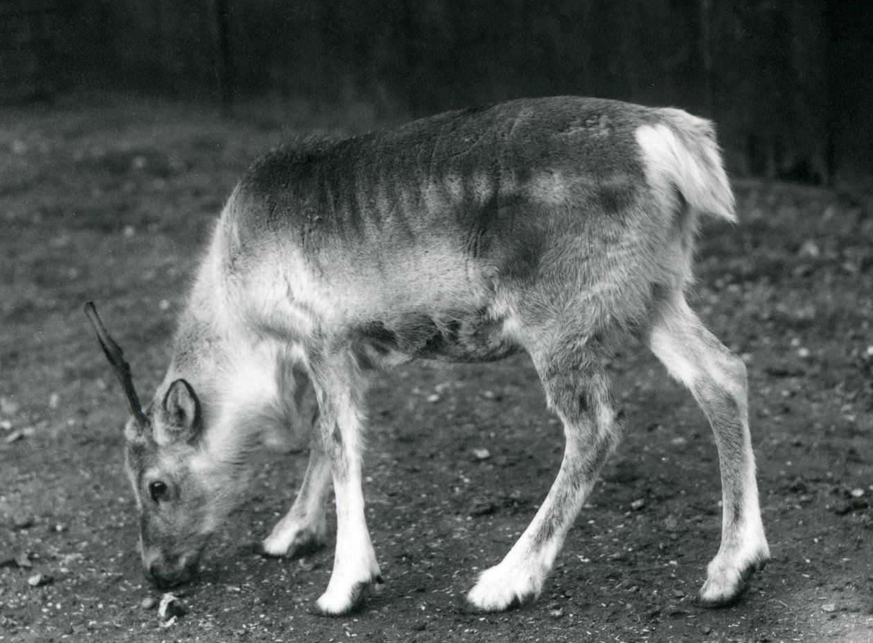 Nuori poro Lontoon eläintarhassa, 1925 tekijältä Frederick William Bond
