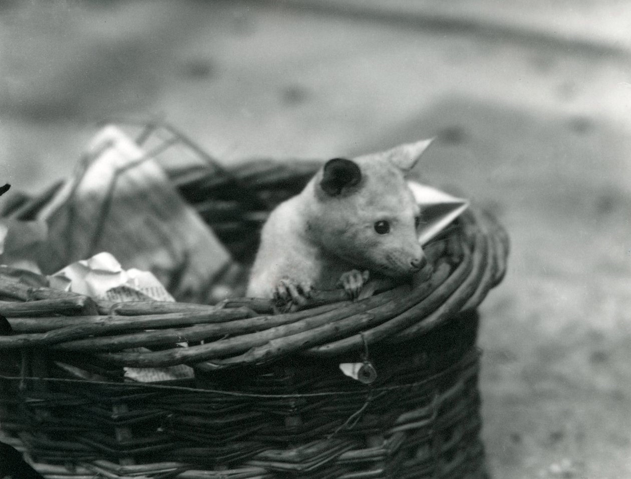 Nuori albiino Opossum kurkistaa ulos korista Lontoon eläintarhassa lokakuussa 1920 tekijältä Frederick William Bond