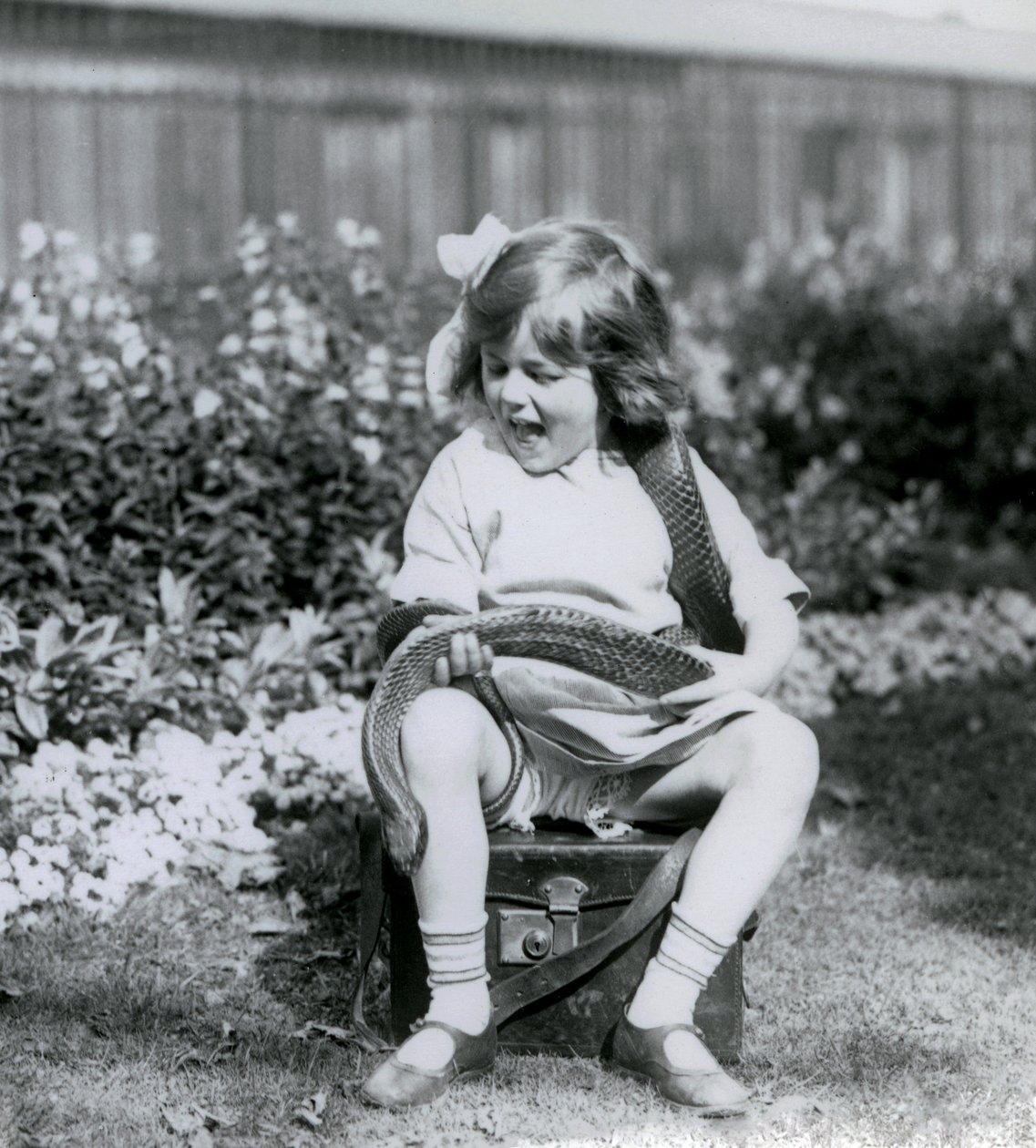 Nuori tyttö Betty pitelee itä-indigo-käärmettä istuessaan nahkaisen arkun päällä, Lontoon eläintarha, 1924 tekijältä Frederick William Bond