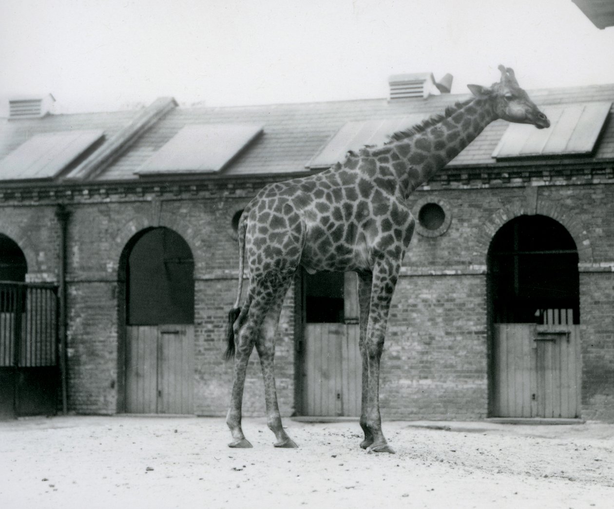 Nuori uroskirahvi seisoo aitauksessaan Giraffe Housen edessä Lontoon eläintarhassa tekijältä Frederick William Bond