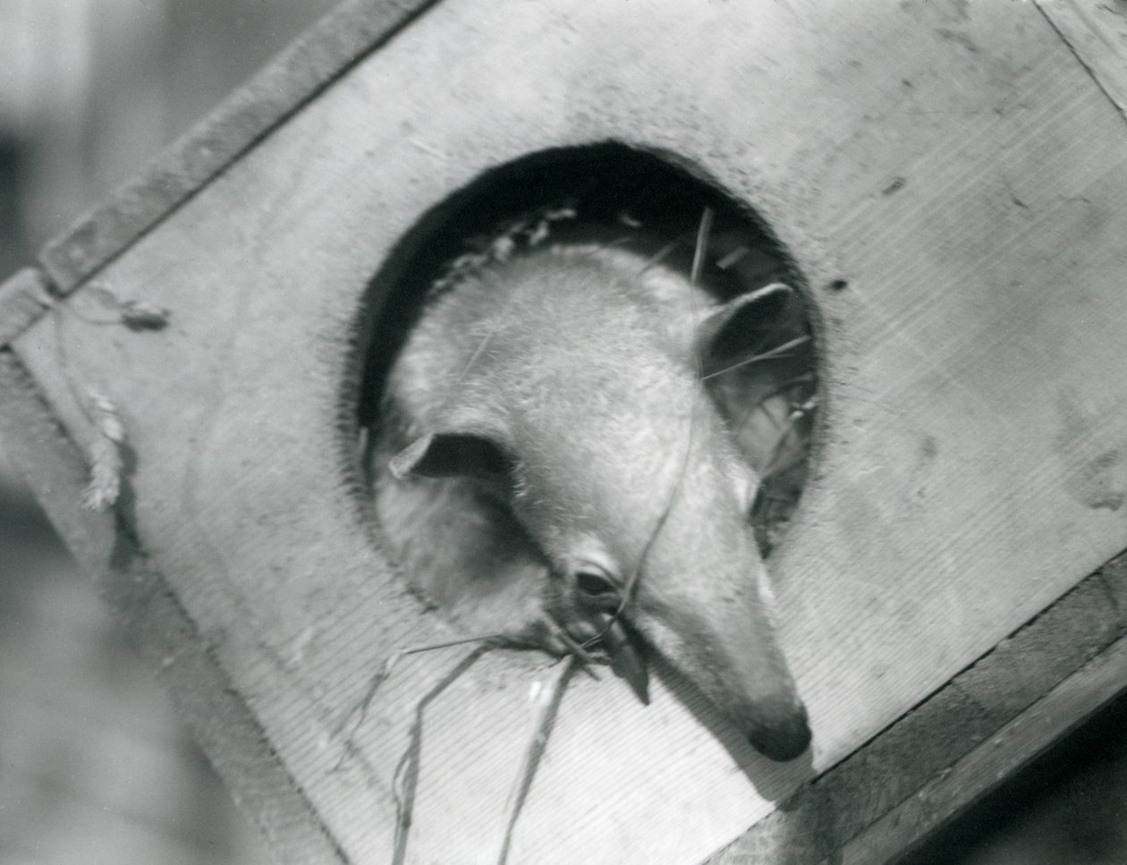 Nuori tamandua kurkistaa ulos pesäkotelostaan, Lontoon eläintarha, huhtikuu 1925. tekijältä Frederick William Bond
