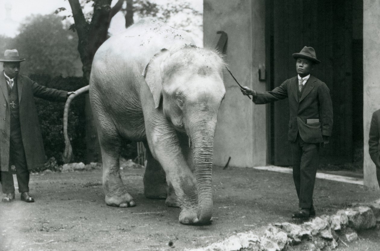 AlbinoWhite Burman Elephant Pawah avustajineen, mukaan lukien Dr. Saw Po Min, Lontoon eläintarha, toukokuu 1926 tekijältä Frederick William Bond