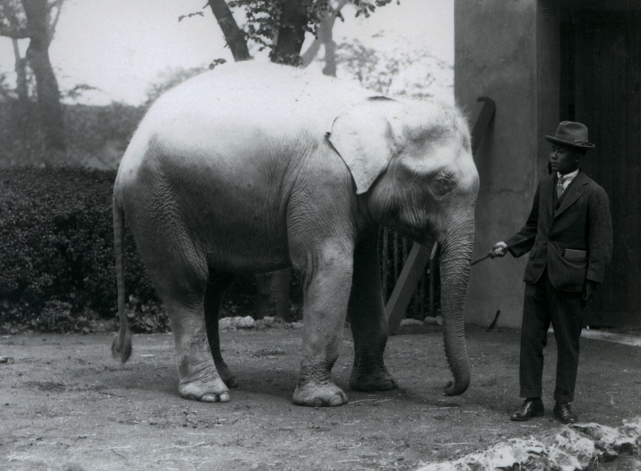 Albiino-valkoinen norsu Pawah ja tohtori Saw Po Min, Lontoon eläintarha, toukokuu 1926. tekijältä Frederick William Bond