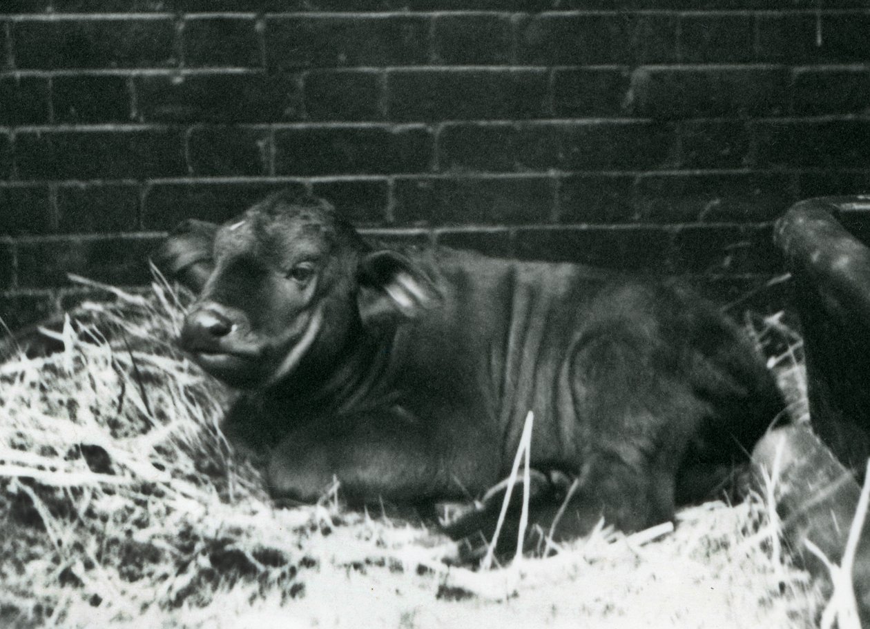 AfricanCape Buffalo -vasikka, syntynyt eläintarhassa 8. helmikuuta 1927, makaa oljissa Lontoon eläintarhassa helmikuussa 1927 tekijältä Frederick William Bond