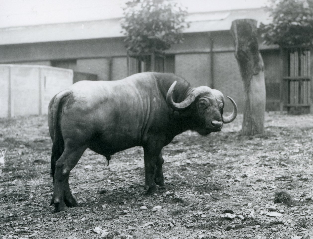 Afrikkalainen puhveli eli kap-buhveli seisoo tarhassaan Lontoon eläintarhassa vuonna 1927. tekijältä Frederick William Bond
