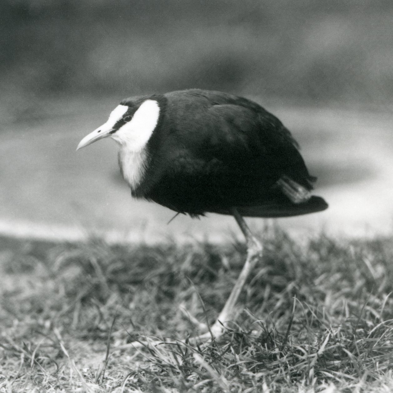 Afrikkalainen Jacana seisoo ruohikolla Lontoon eläintarhassa, elokuu 1927. tekijältä Frederick William Bond