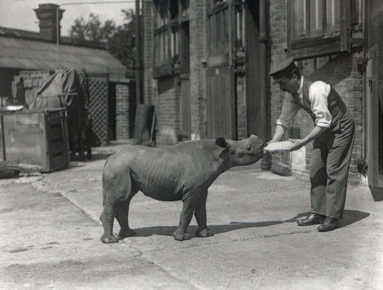 Afrikkalainen sarvikuono, Kathlene ja pitäjä Harry Warryck ZSL Lontoon eläintarhassa, syyskuu 1928 tekijältä Frederick William Bond
