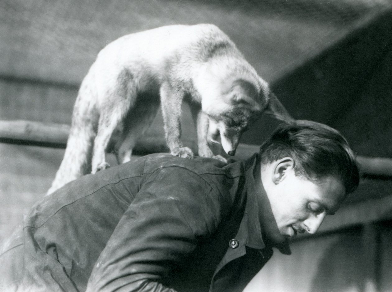 Arabialainen punakettu katsoo selällään seisovan eläintenhoitajan F. Shelleyn olkapään yli, kun tämä kumartuu, Lontoon eläintarha, 1925. tekijältä Frederick William Bond
