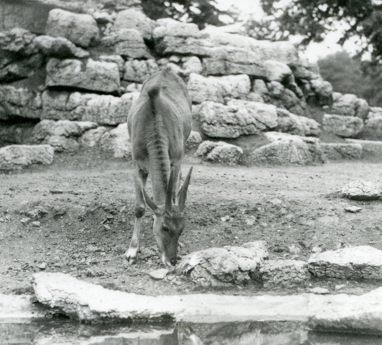 Eland laiduntelee Lontoon eläintarhan Antelope Paddockissa vuonna 1929 (m/v kuva) tekijältä Frederick William Bond