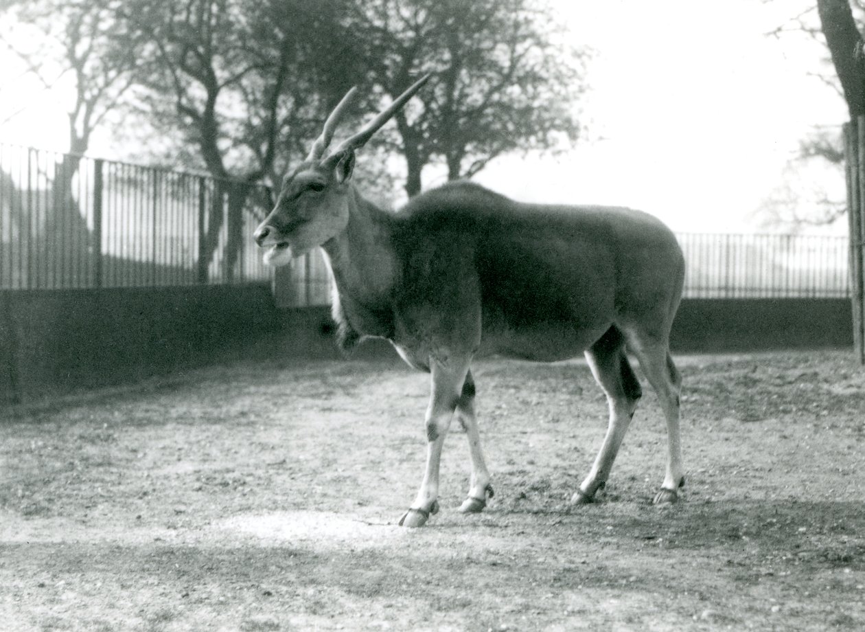 Eland Lontoon eläintarhassa kesäkuussa 1925 tekijältä Frederick William Bond